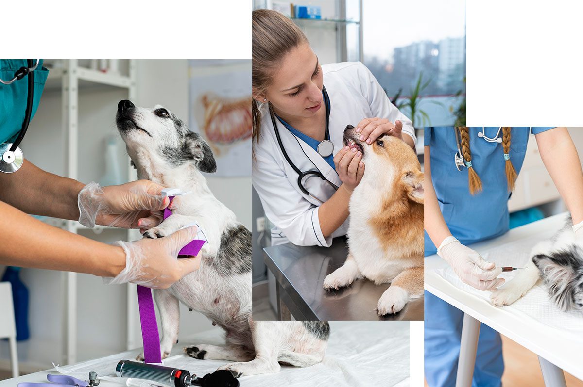 tirocinante in clinica