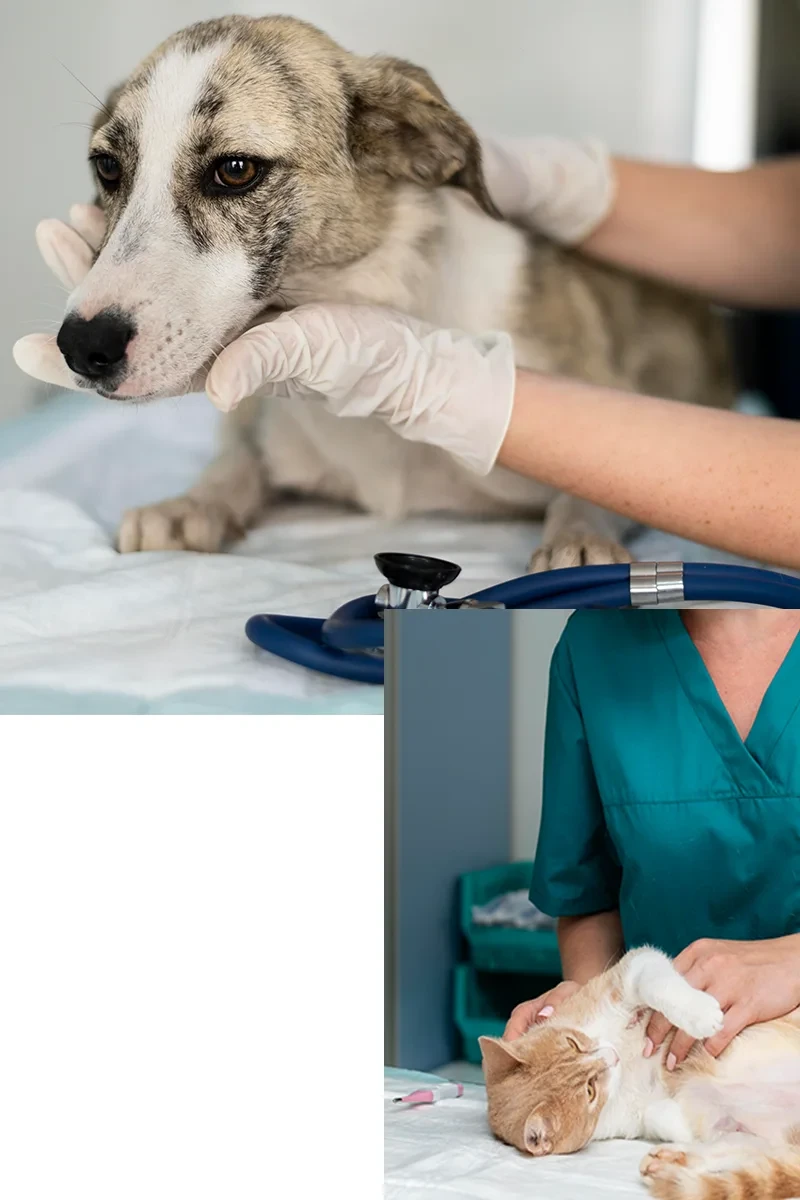 Anestesia e terapia del colore cane e gattoin clinica  