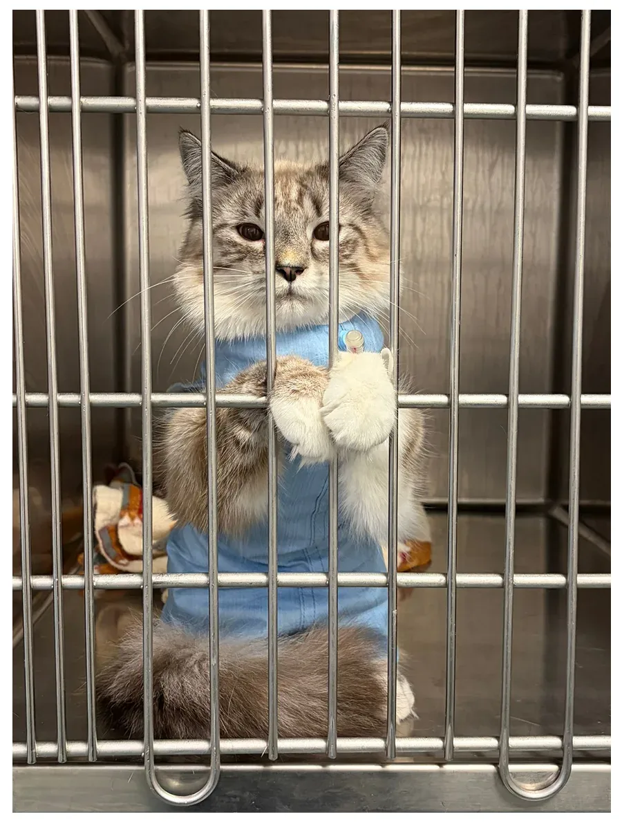 gatto in gabietta in degenza nella clinica sant antonio di salò