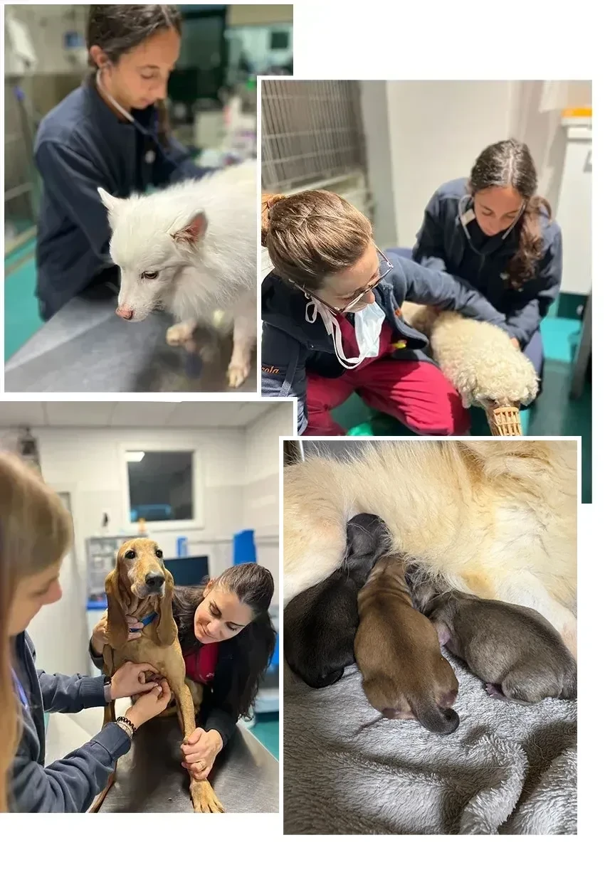 animali al pronto soccorso in clinica veterinaria