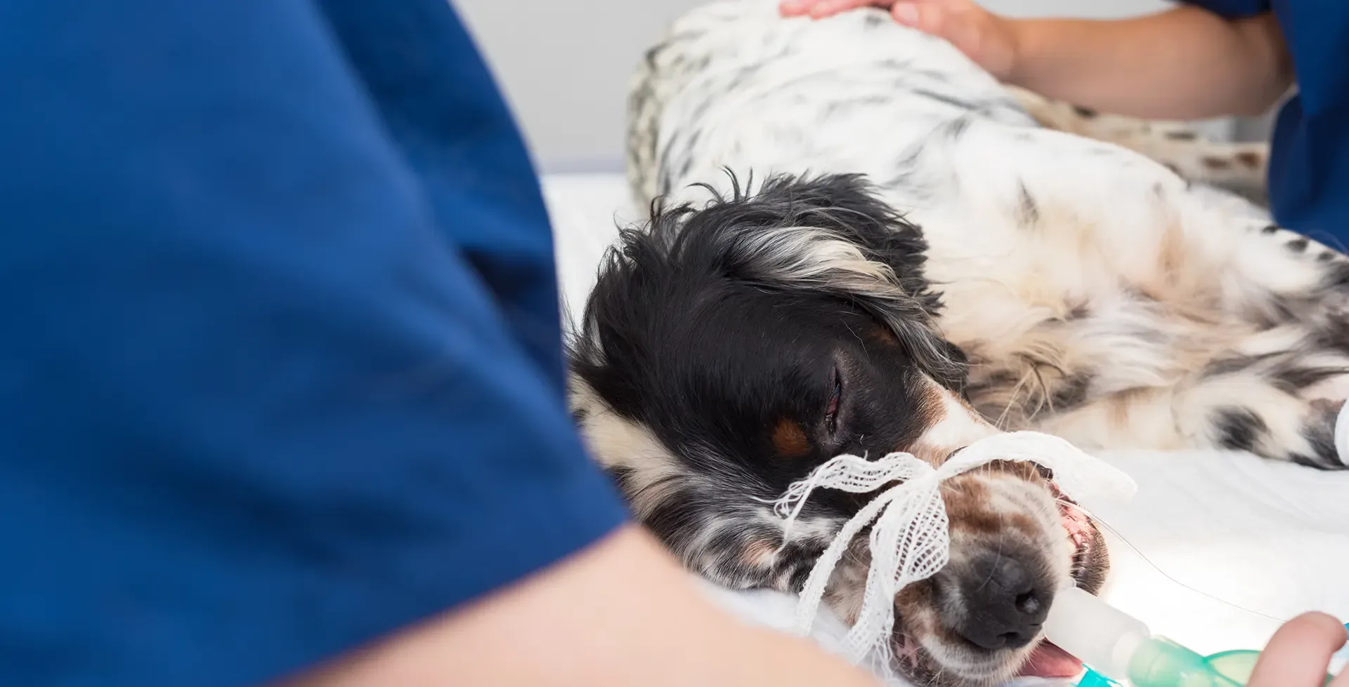 Cane sotto anestesia assistito in una clinica veterinaria