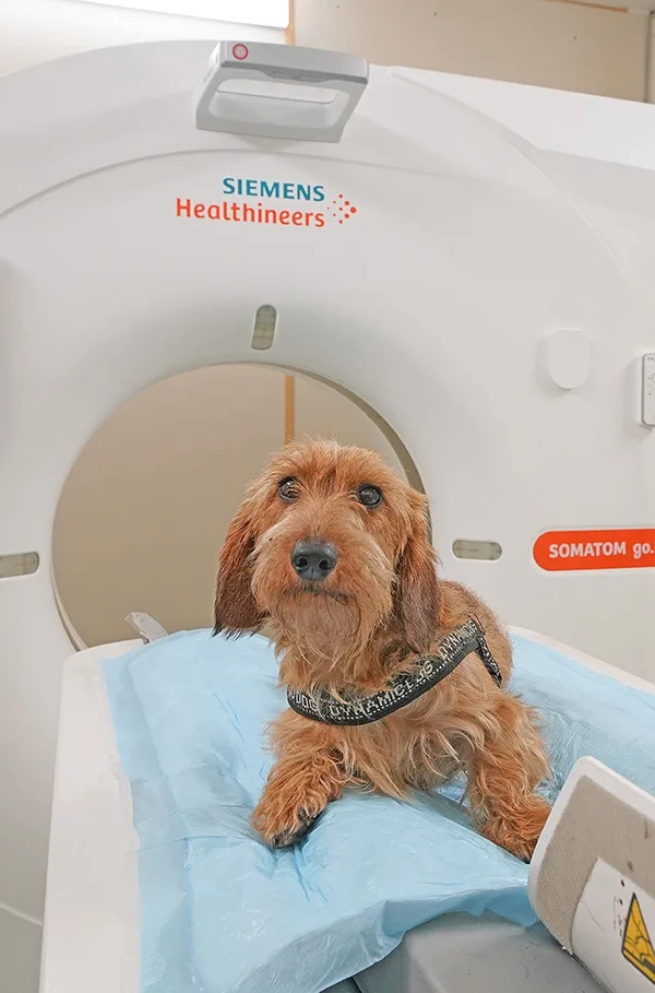 Bassotto su lettino per TAC nella clinica veterinaria