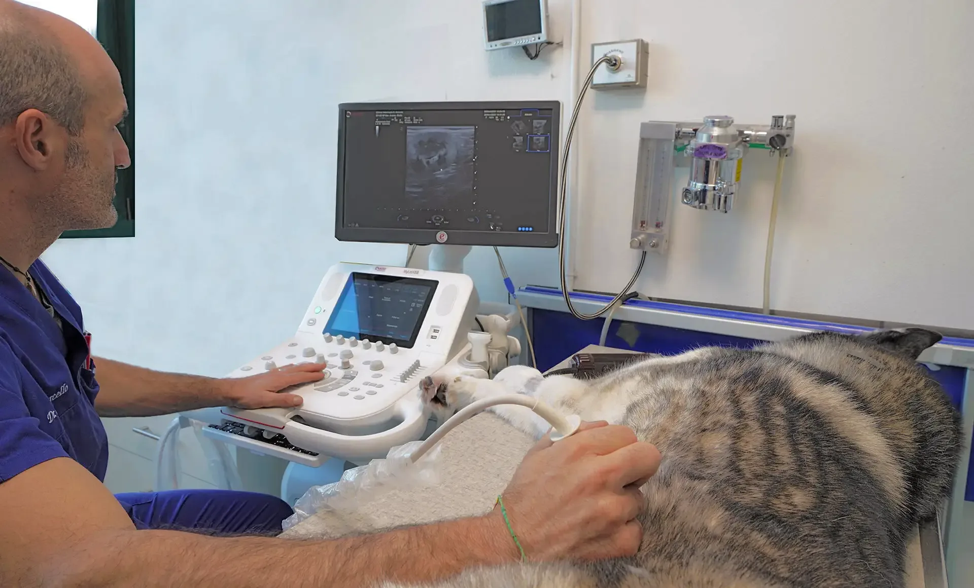Veterinario esegue un'ecografia su un cane nella clinica veterinaria