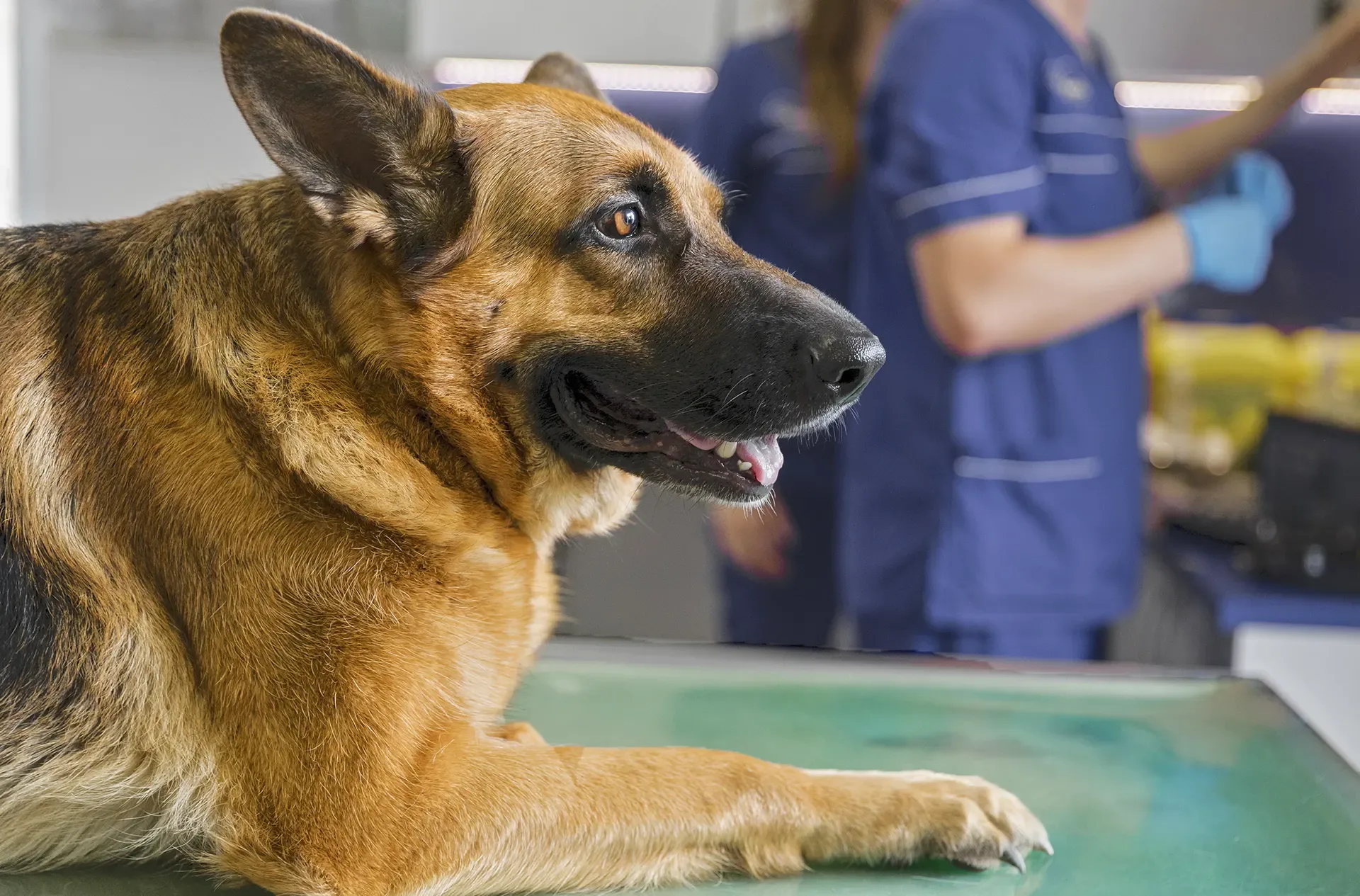 Pastore tedesco su lettino nella clinica veterinaria