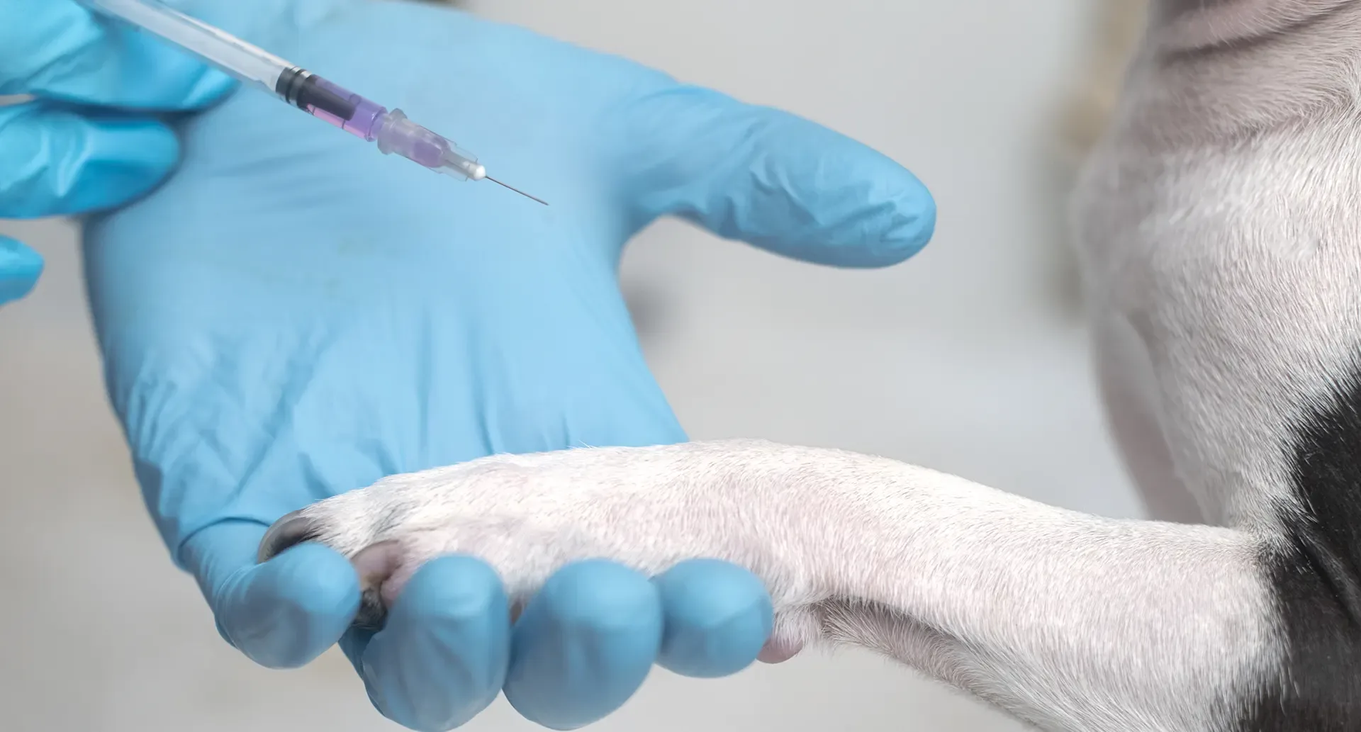 Vaccinazione di un cane presso la clinica veterinaria