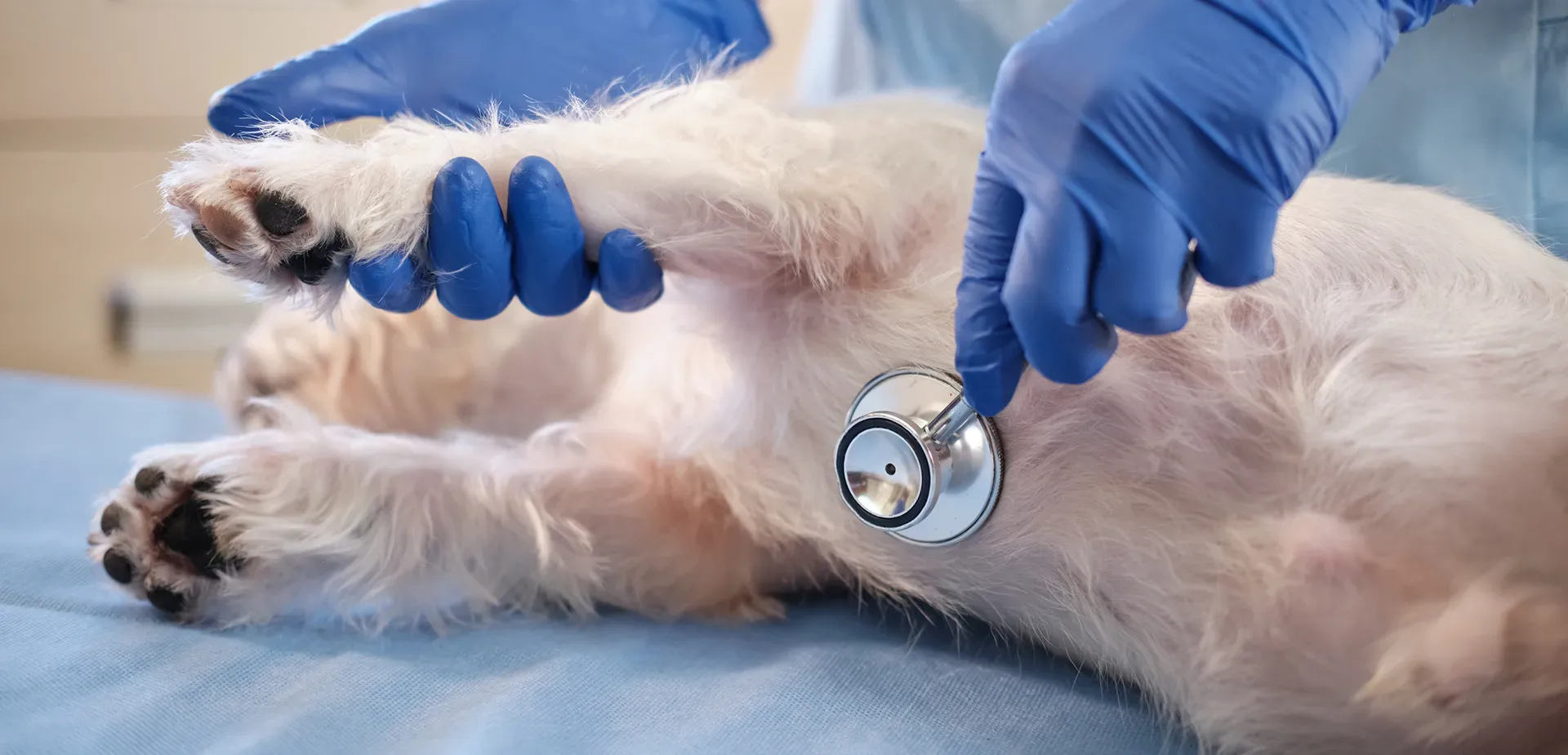 Veterinario visita un cane con stetoscopio nella clinica veterinaria